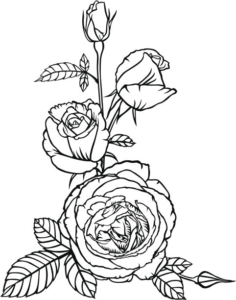 鲜花和玫瑰的花蕾图片下载