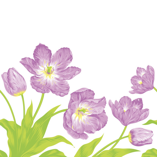 郁金香花束，无缝边框构图图片下载