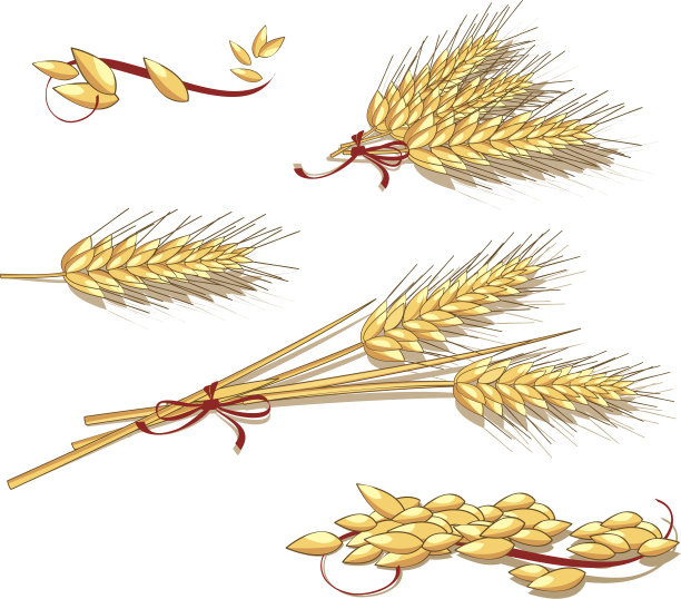 小麦穗图片下载