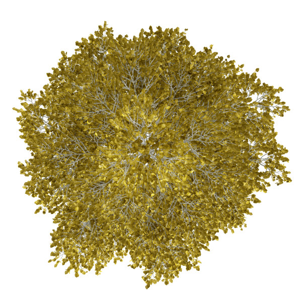 顶视图欧洲桦树孤立在白色图片下载