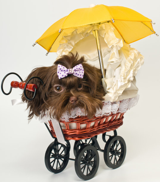 有边车的小狗图片下载