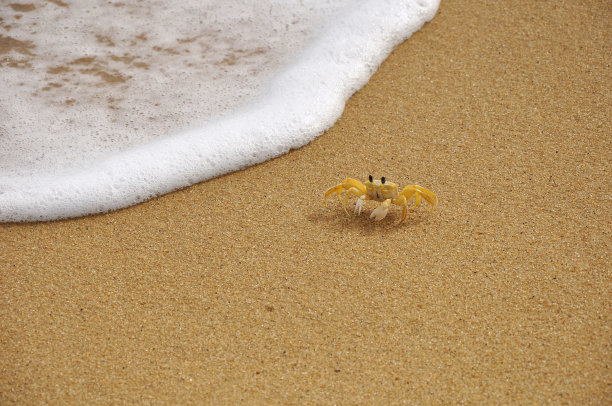 小螃蟹图片下载