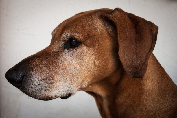 狗的肖像图片下载