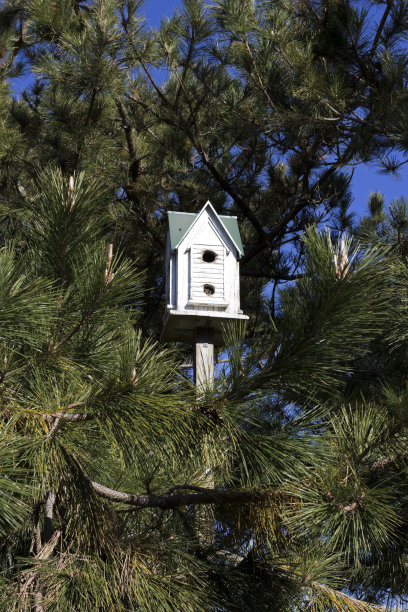 树林中高高的木制鸟笼。图片下载