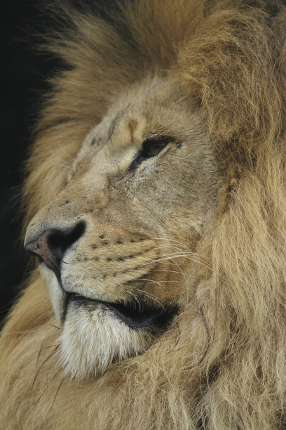 漂亮的雄狮大头照图片下载