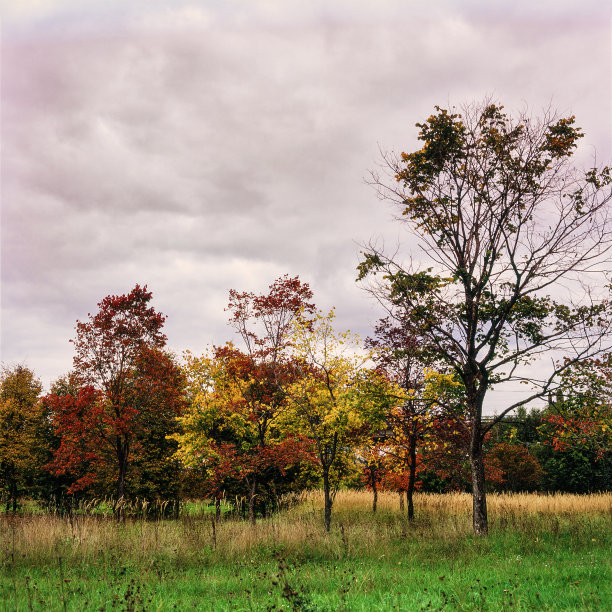 秋天的树木景观图片下载