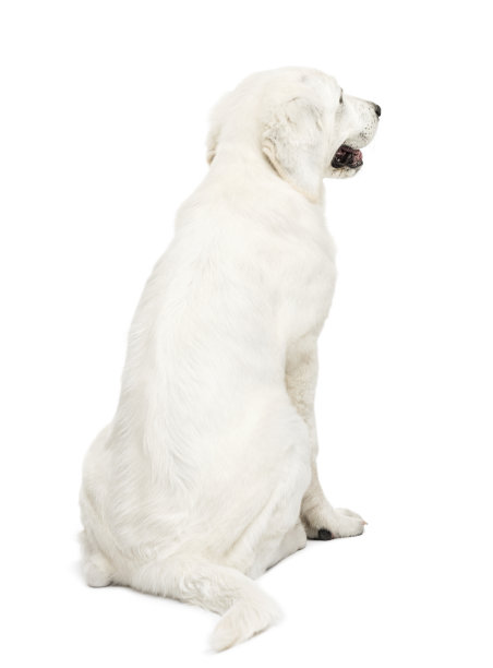 波兰塔特拉牧羊犬的后视图图片下载