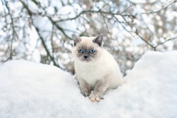 坐在雪中的猫图片下载