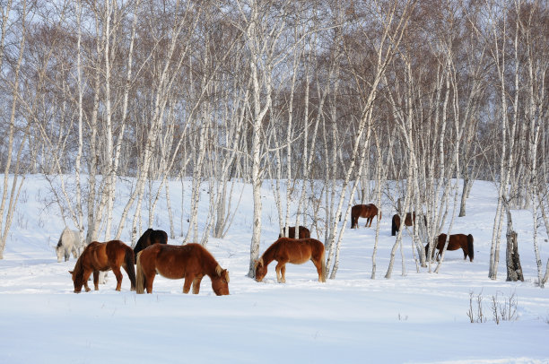 冬天白桦树在马图片下载
