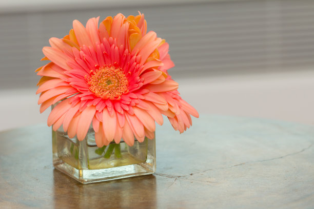 花瓶里的粉红雏菊图片下载