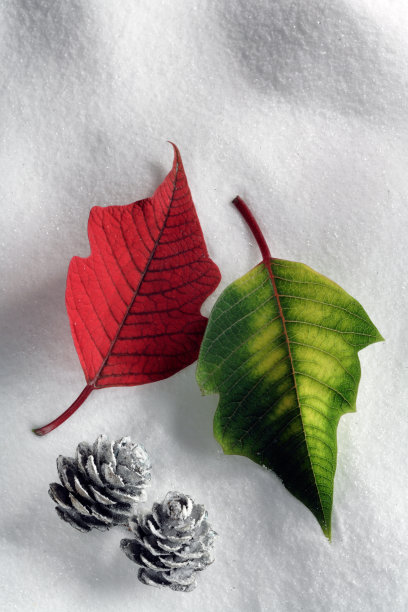 冬天还有一品红的叶子图片下载