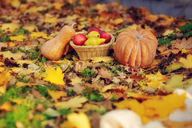 秋天的气味图片下载