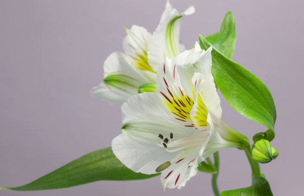 白色开花植物特写图片下载