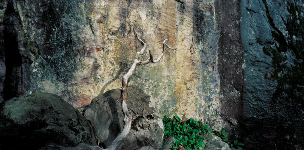 岩石与枯树图片下载