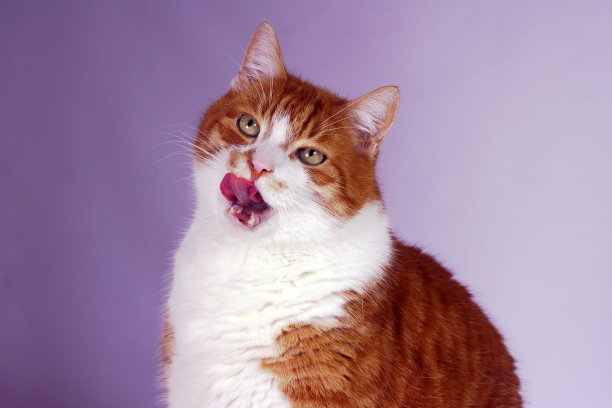 欧洲姜猫的肖像图片下载