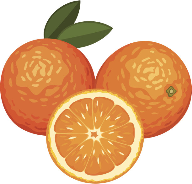 三个橙子孤立在白色上。矢量插图。图片下载