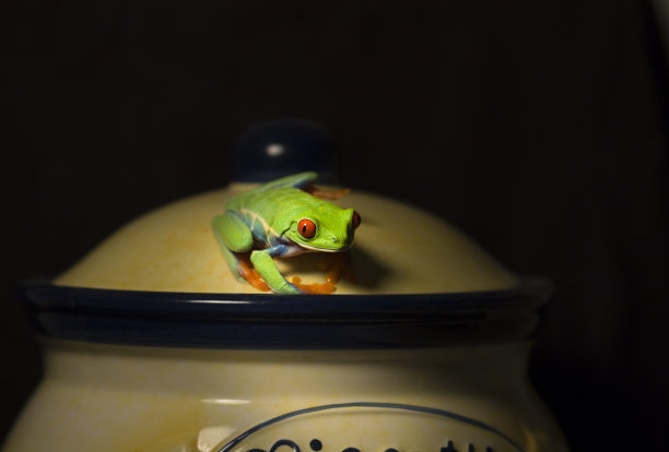 比斯科蒂罐子上的红眼树蛙图片下载