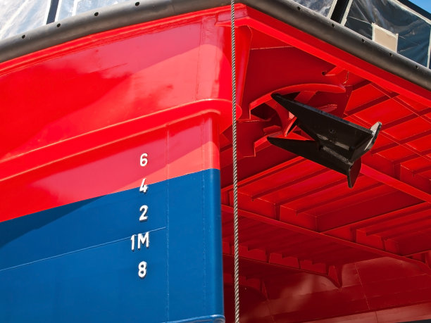 一种海鸟图片下载