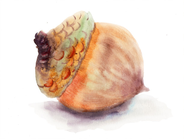 布朗橡子图片下载