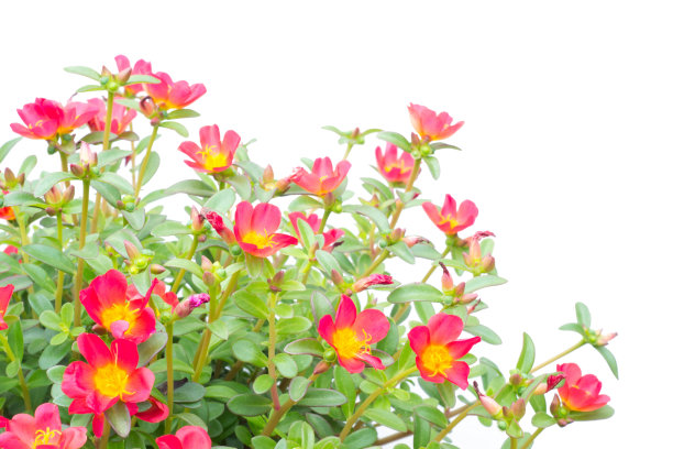 马齿苋属的植物花卉图片下载