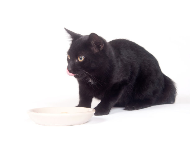 黑猫在吃碗图片下载