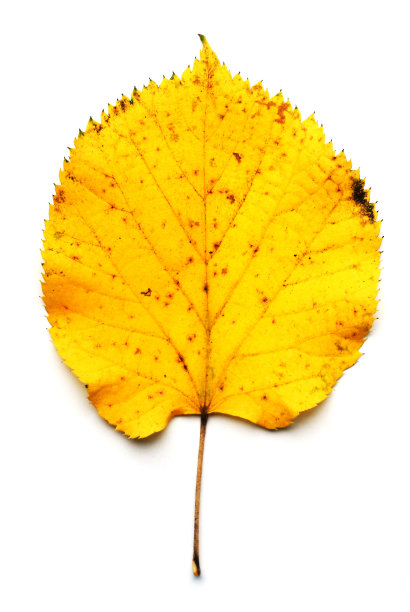 在白色背景上孤立的菩提树的叶子图片下载