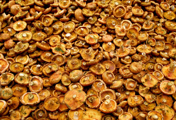 市场上的蘑菇图片下载