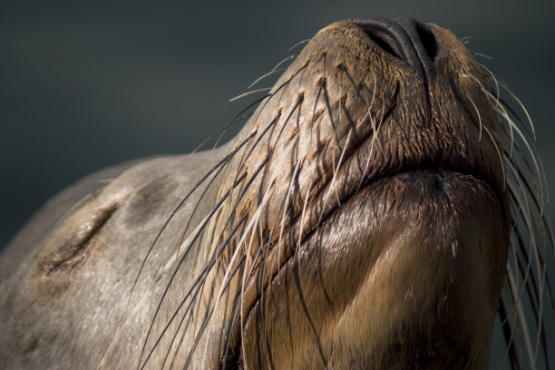 海狮嗅探空气图片下载