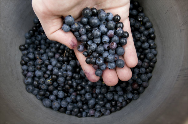 一些蓝莓图片下载