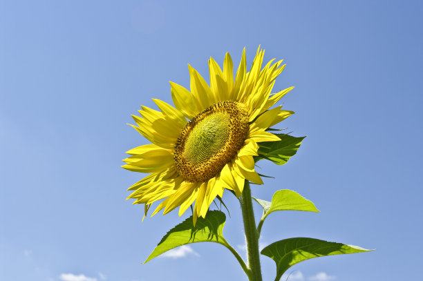 向日葵图片下载