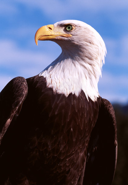 白头海雕图片下载