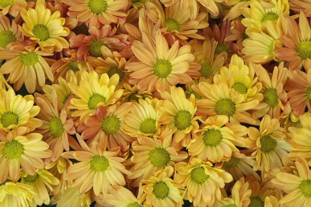 妈妈的这个词图片下载