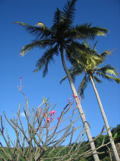 棕榈树和鸡蛋花图片下载