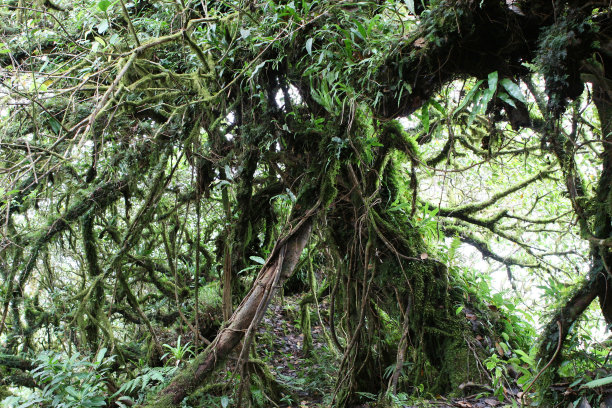 丛林图片下载