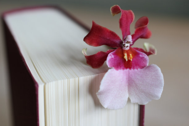 书和花图片下载