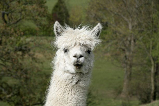 白色羊驼图片下载