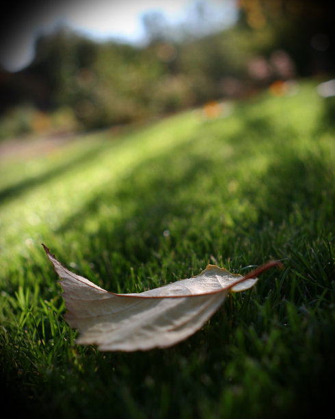 叶在草地上图片下载