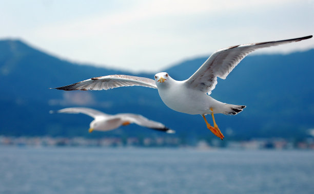 Larus鸥图片下载