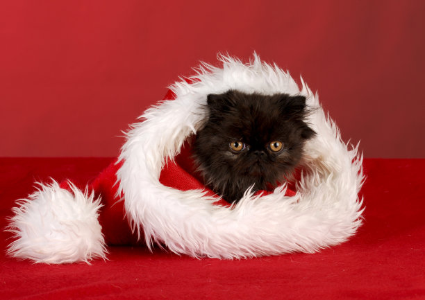 圣诞节的小猫图片下载