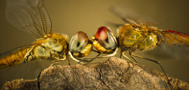 两只蜻蜓图片下载