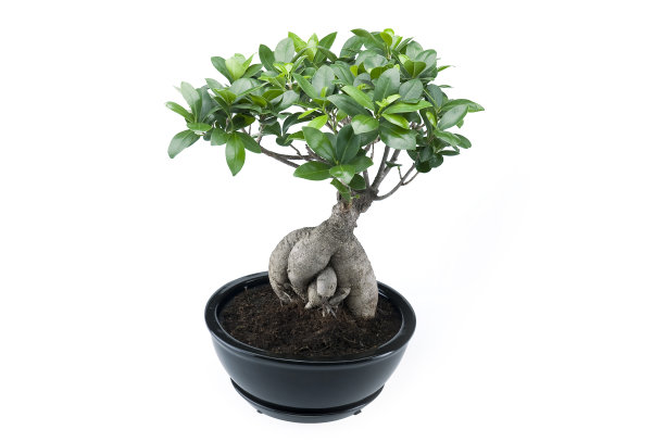 盆景树在花盆里图片下载