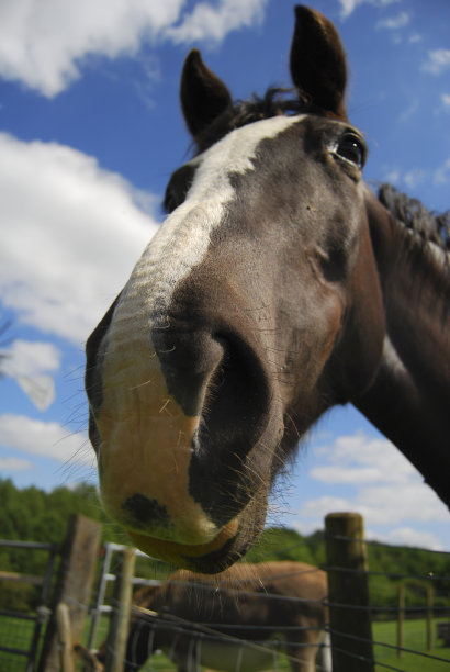 棕色的马图片下载