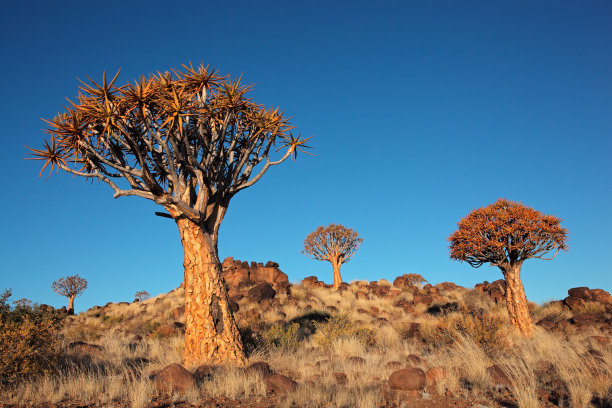 箭袋树景观图片下载