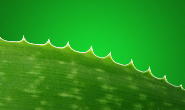 芦荟植物图片下载