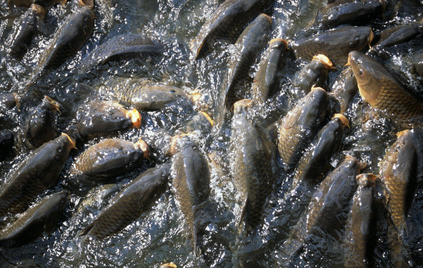 饥饿的鱼图片下载