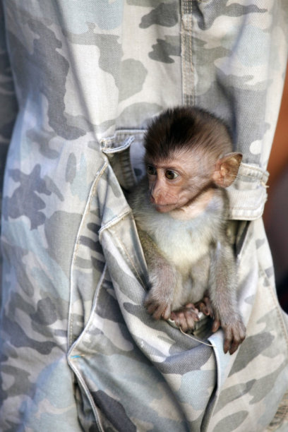 小猴子图片下载