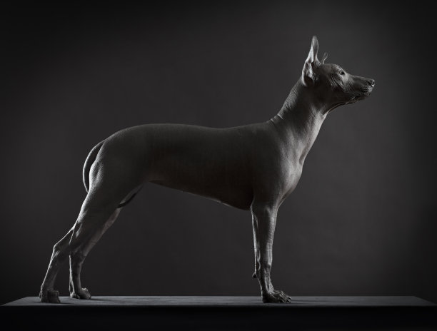 狗对低调照片图片下载