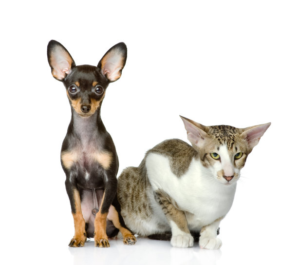 狗和猫注视着镜头图片下载