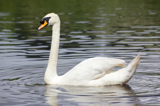 疣鼻天鹅图片下载