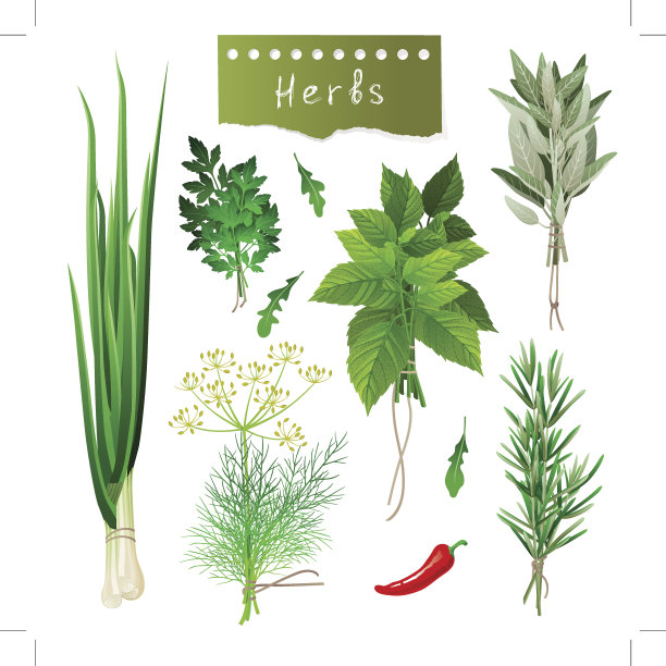 几束不同的香草和一个辣椒图片下载